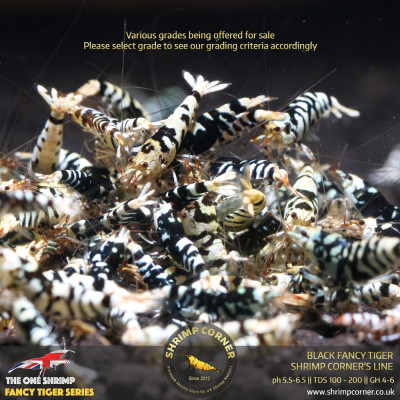 Black Fancy Tiger - Shrimp Corner Line 2