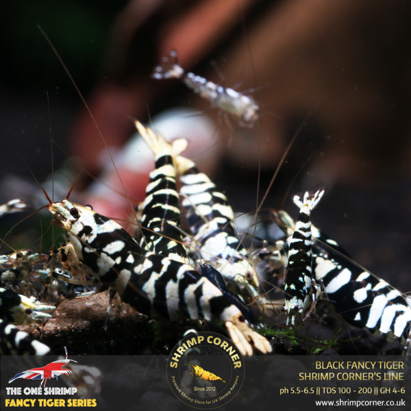 Black Fancy Tiger - Shrimp Corner Line