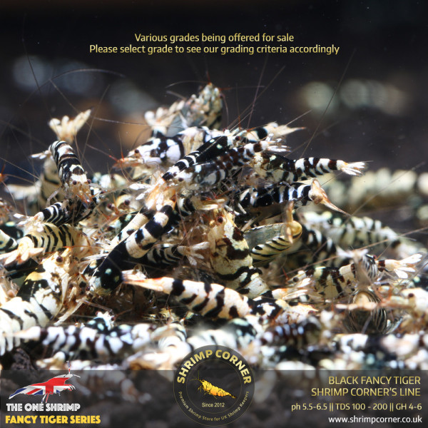 Black Fancy Tiger - Shrimp Corner Line