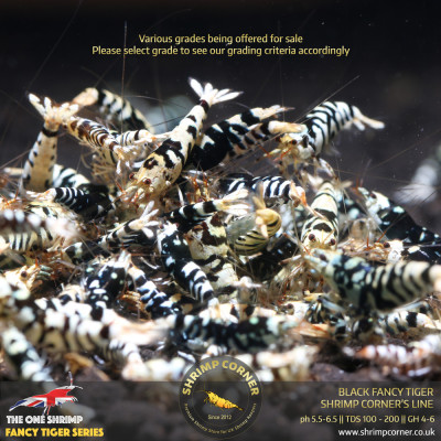 Black Fancy Tiger - Shrimp Corner Line