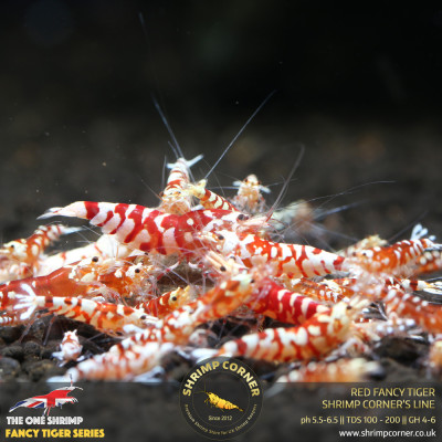 Red Fancy Tiger - Shrimp Corner Line