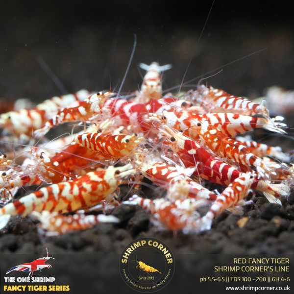 Red Fancy Tiger - Shrimp Corner Line