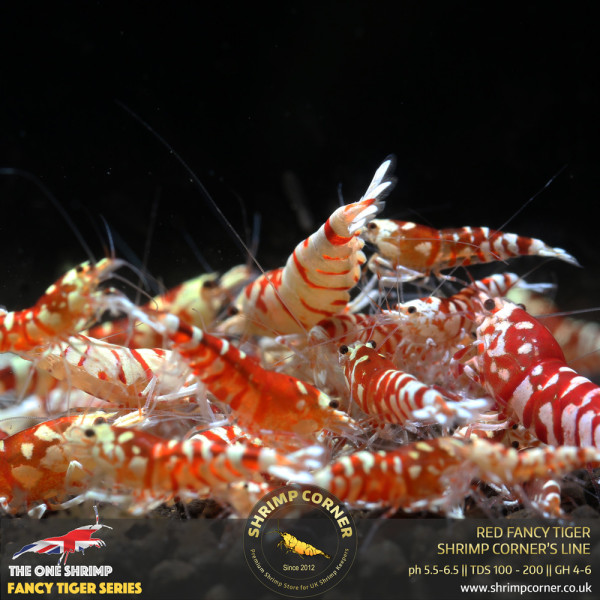 Red Fancy Tiger - Shrimp Corner Line