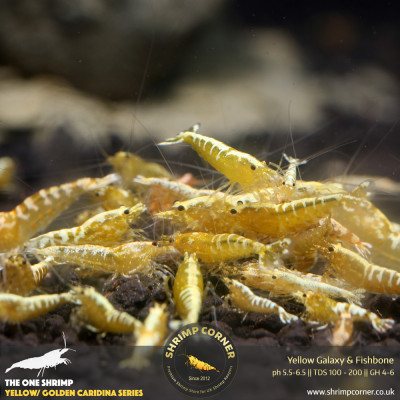 Yellow Golden Galaxy & Galaxy Fishbone