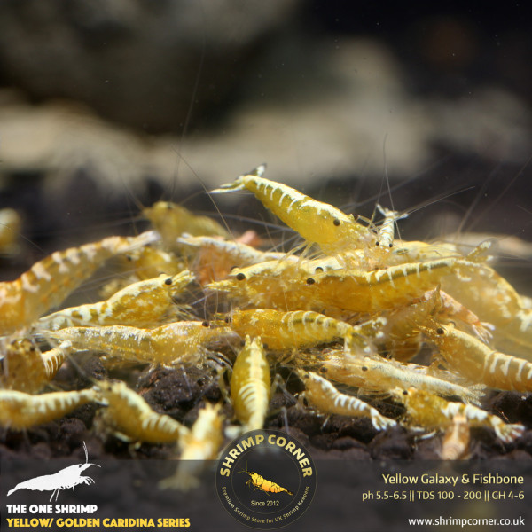 YELLOW GALAXY / FISHBONE Shrimp