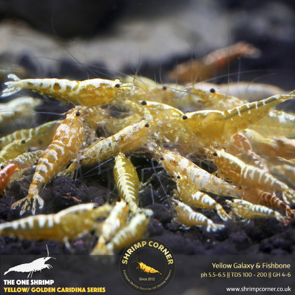 Yellow Golden Galaxy & Galaxy Fishbone