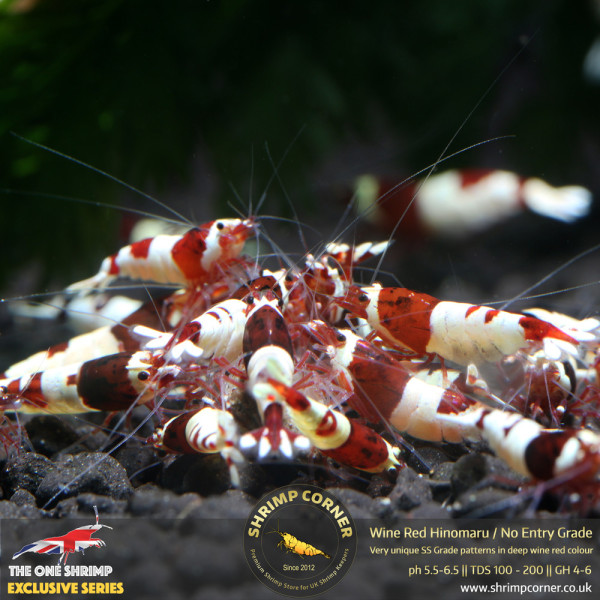 Wine Red Hinomaru / No Entry Pattern