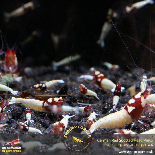 RED SPOTTED HEAD Pinto | Caridina Species