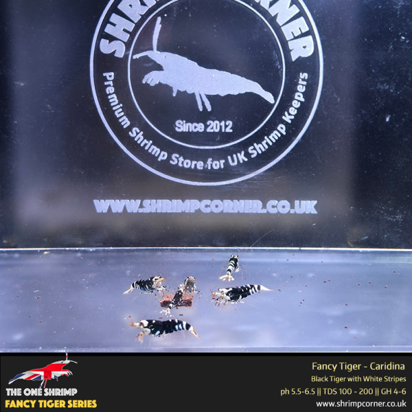 Black Fancy Tiger - Shrimp Corner Line