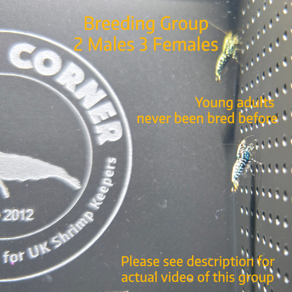 Breeding Group of Black Snowflake & Stardust Shrimp