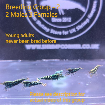 Breeding Group 2 of Black Snowflake & Stardust Shrimp