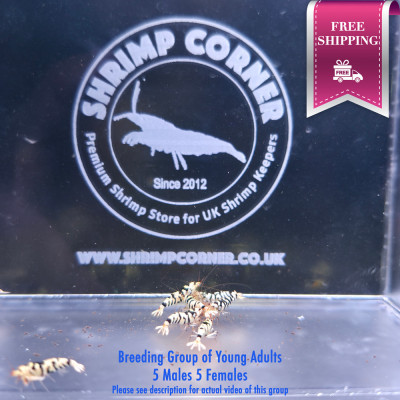 White Tiger with Black Stripes - 5 Males 5 Females