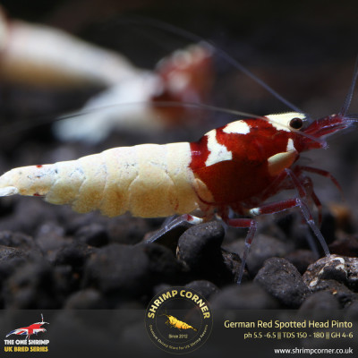 RED SPOTTED HEAD Pinto | Caridina Species 2