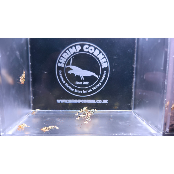 White Tiger with Black Stripes - 5 Males 5 Females