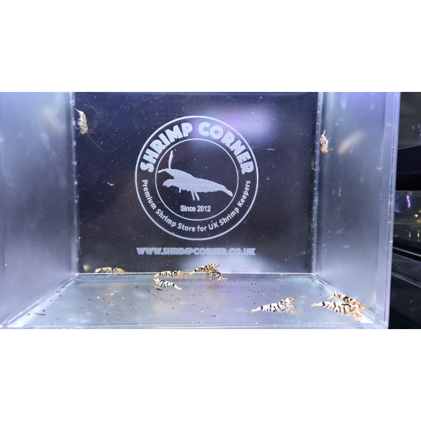 White Tiger with Black Stripes - 5 Males 5 Females