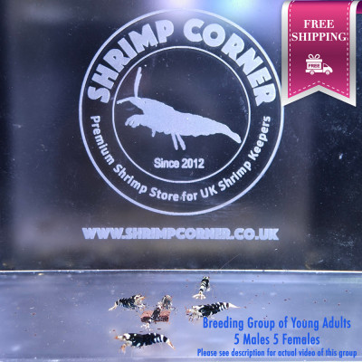 Black Tiger with White Stripes - 5 Males 5 Females