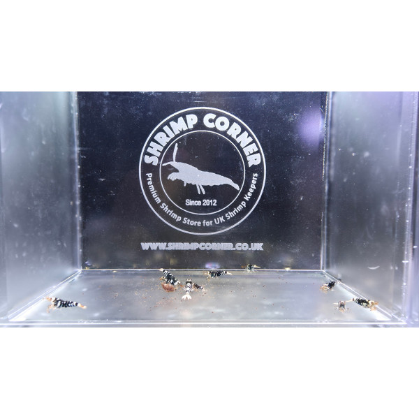 Black Tiger with White Stripes - 5 Males 5 Females