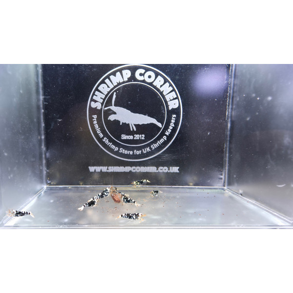 Black Tiger with White Stripes - 5 Males 5 Females