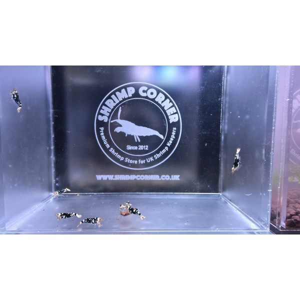 Black Tiger with White Stripes - 5 Males 5 Females