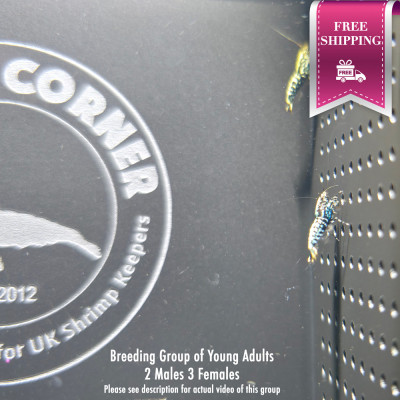 Breeding Group of Black Snowflake & Stardust Shrimp