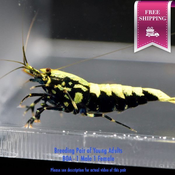 Metallic Boa - Breeding Pair P01