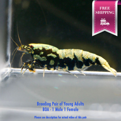 Metallic Boa - Breeding Pair P01