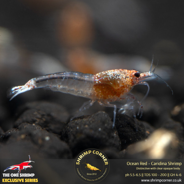 Ocean Red Shrimp @ Shrimp Corner UK