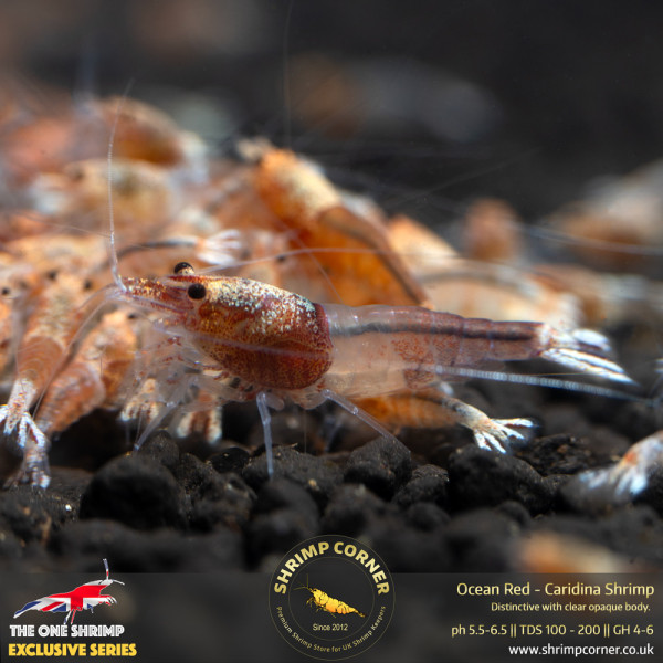 Ocean Red Shrimp @ Shrimp Corner UK