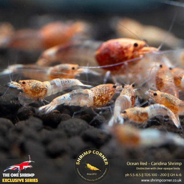 Ocean Red Shrimp @ Shrimp Corner UK