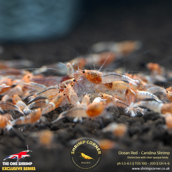 Ocean Red Shrimp @ Shrimp Corner UK