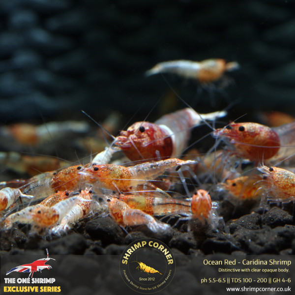 Ocean Red Shrimp @ Shrimp Corner UK