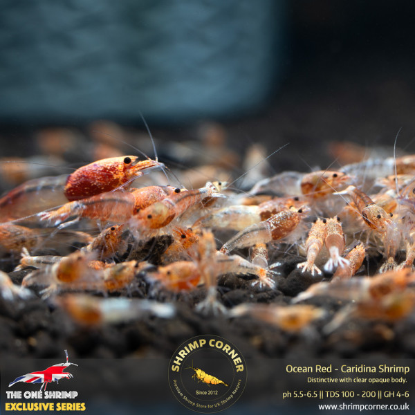 Ocean Red Shrimp @ Shrimp Corner UK