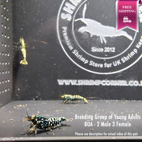 Group 3 - 2 Males 3 Females Snowflake/ Stardust