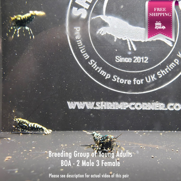 Breeding Group 2 of Black Snowflake & Stardust Shrimp