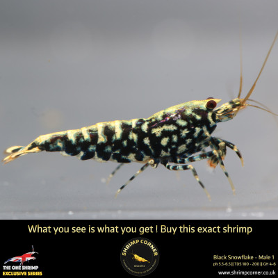 Male 1 - Metallic Male Stud Snowflake