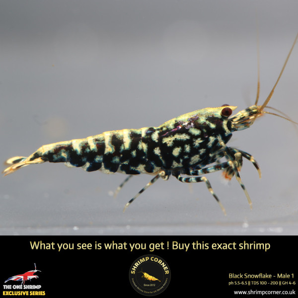 Male 1 - Metallic Male Stud Snowflake