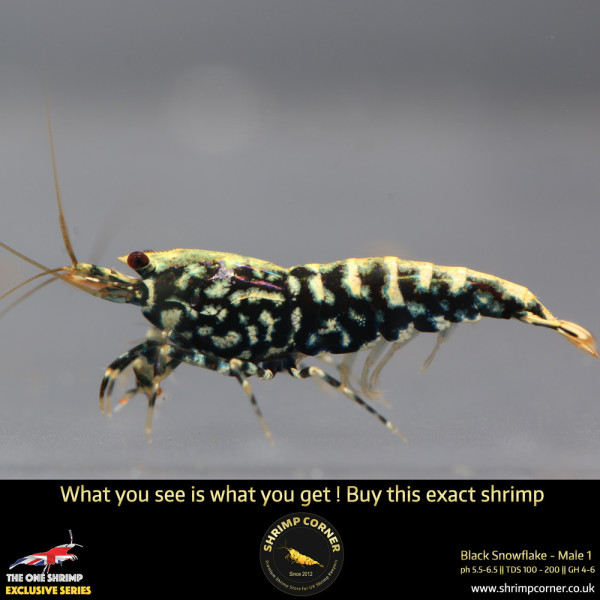 Male 1 - Metallic Male Stud Snowflake