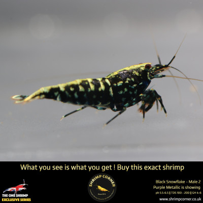 Male 2 - Metallic Male Stud Snowflake