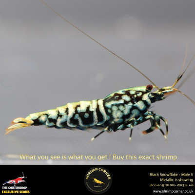 Male 3 - Metallic Male Stud Snowflake