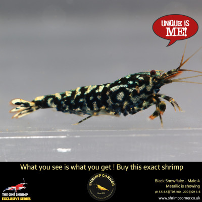 Male 4 - Metallic Male Stud Snowflake