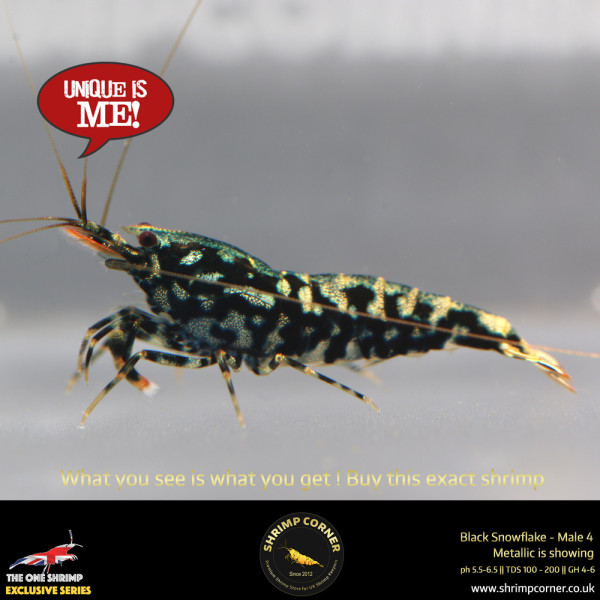 Male 4 - Metallic Male Stud Snowflake