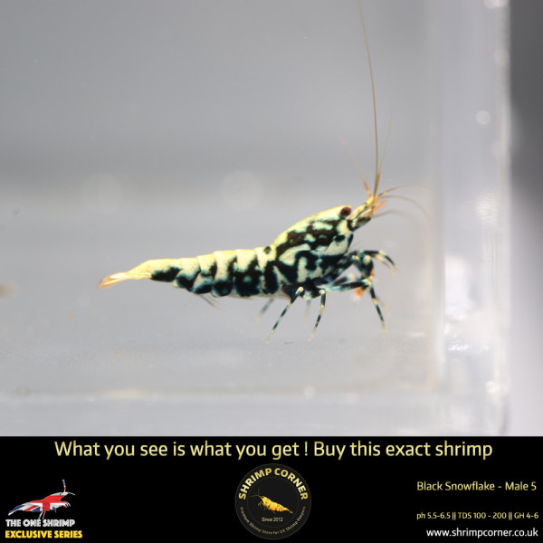 Male 5- Metallic Male Stud Stardust