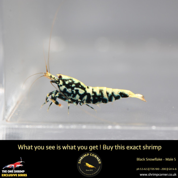 Male 5 - Metallic Male Stud Snowflake