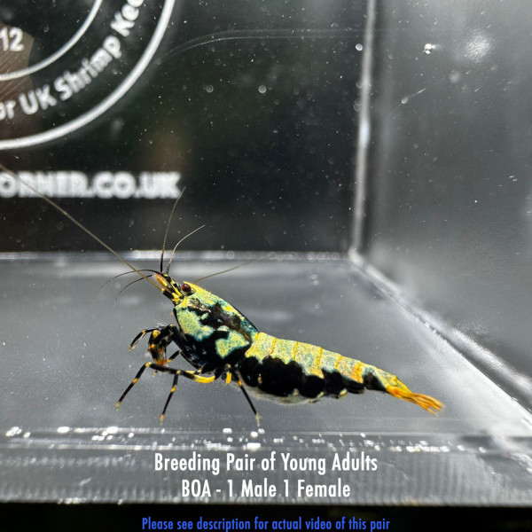 Metallic BOA Breeding Pair - P02