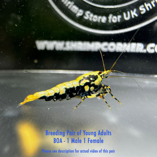 Metallic Boa - Breeding Pair P02