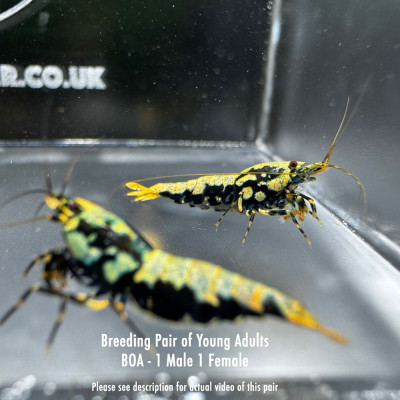 Metallic Boa - Breeding Pair P02