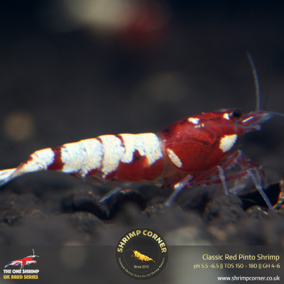 Classic Red Pinto Shrimp