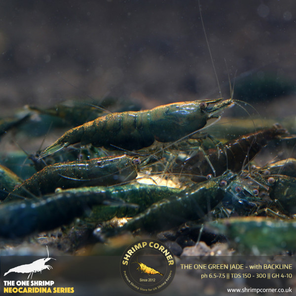 The One Green Jade Shrimp with Back Line @ Shrimp Corner