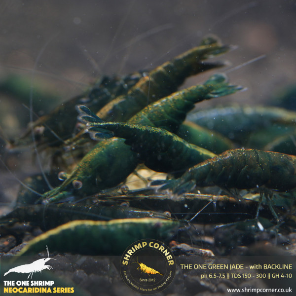 The One Green Jade Shrimp with Back Line @ Shrimp Corner