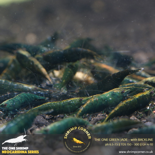 The One Green Jade Shrimp with Back Line @ Shrimp Corner